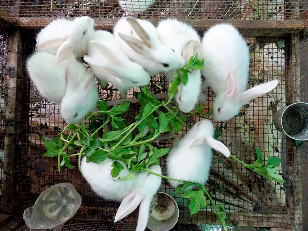 Mô hình nuôi thỏ trắng NewZealand Bước thử nghiệm mới nhiều hứa hẹn  Báo  Quảng Bình điện tử