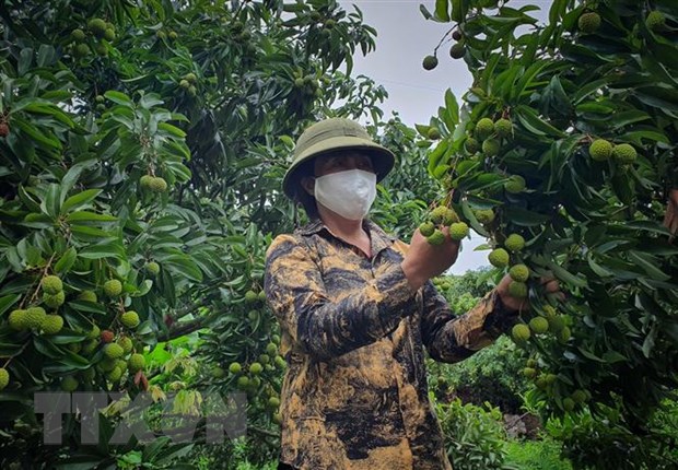 Để chính sách thu hút đầu tư vào nông nghiệp hiệu quả hơn