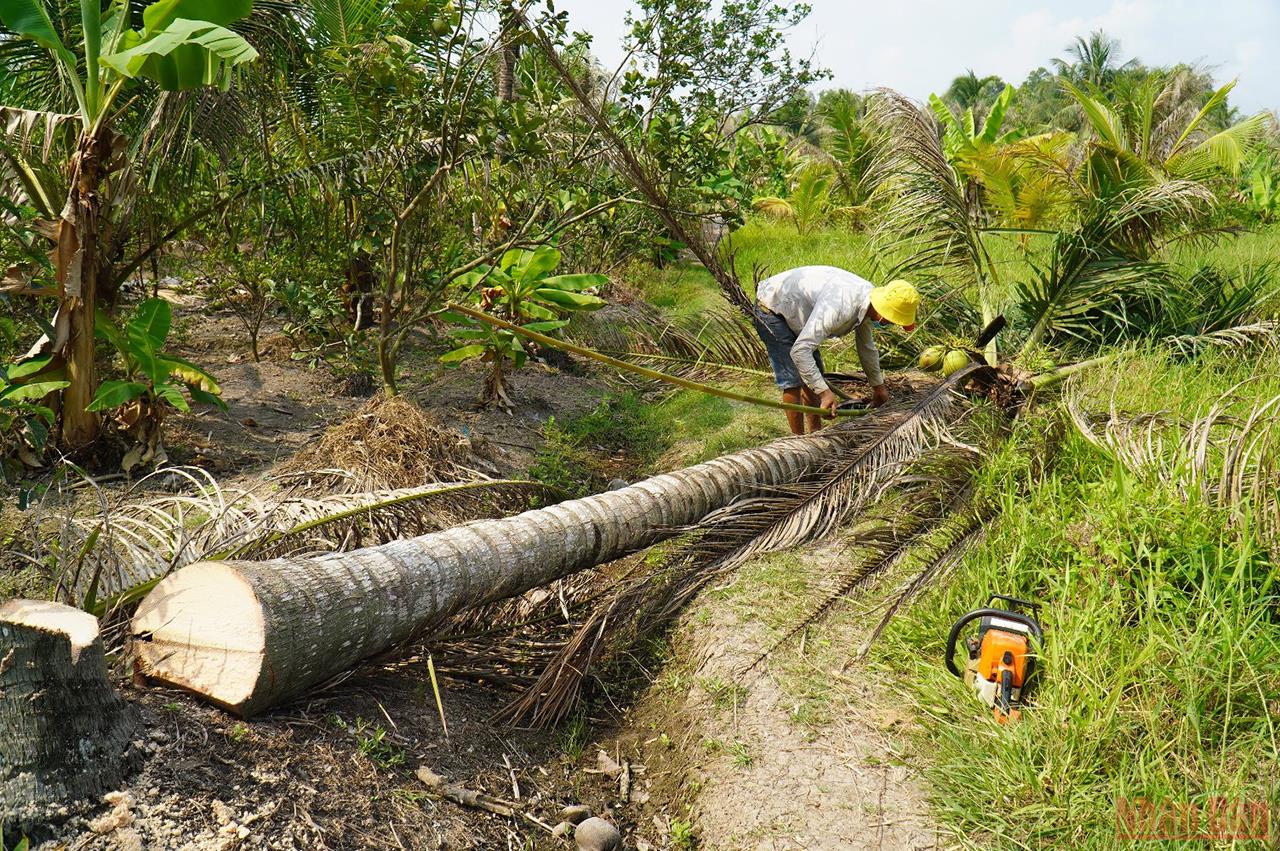 Bến Tre tập trung phòng trừ sâu đầu đen gây hại dừa