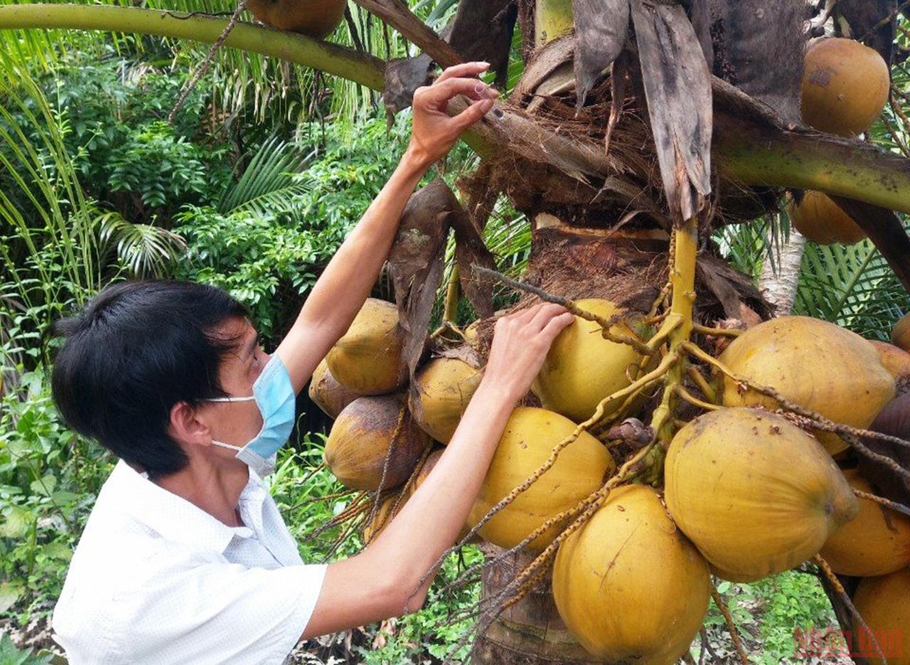 Bến Tre tập trung phòng trừ sâu đầu đen gây hại dừa