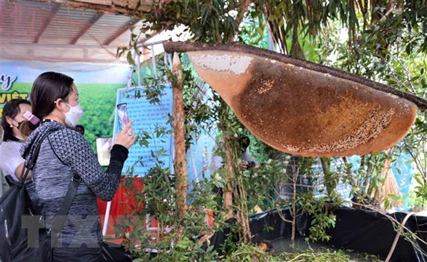 Xác lập 2 kỷ lục Việt Nam trong sự kiện “Hương rừng U Minh”