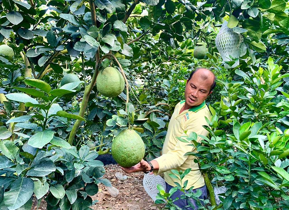 Cây bưởi da xanh trên vùng đất đồi Đông Sơn  baoninhbinhorgvn
