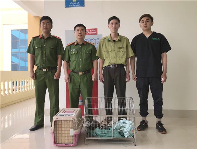 Vườn Quốc gia Cúc Phương tiếp nhận 5 con mèo rừng quý hiếm