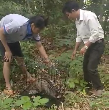 An Giang: Một người dân thả cá thể chồn hương về rừng