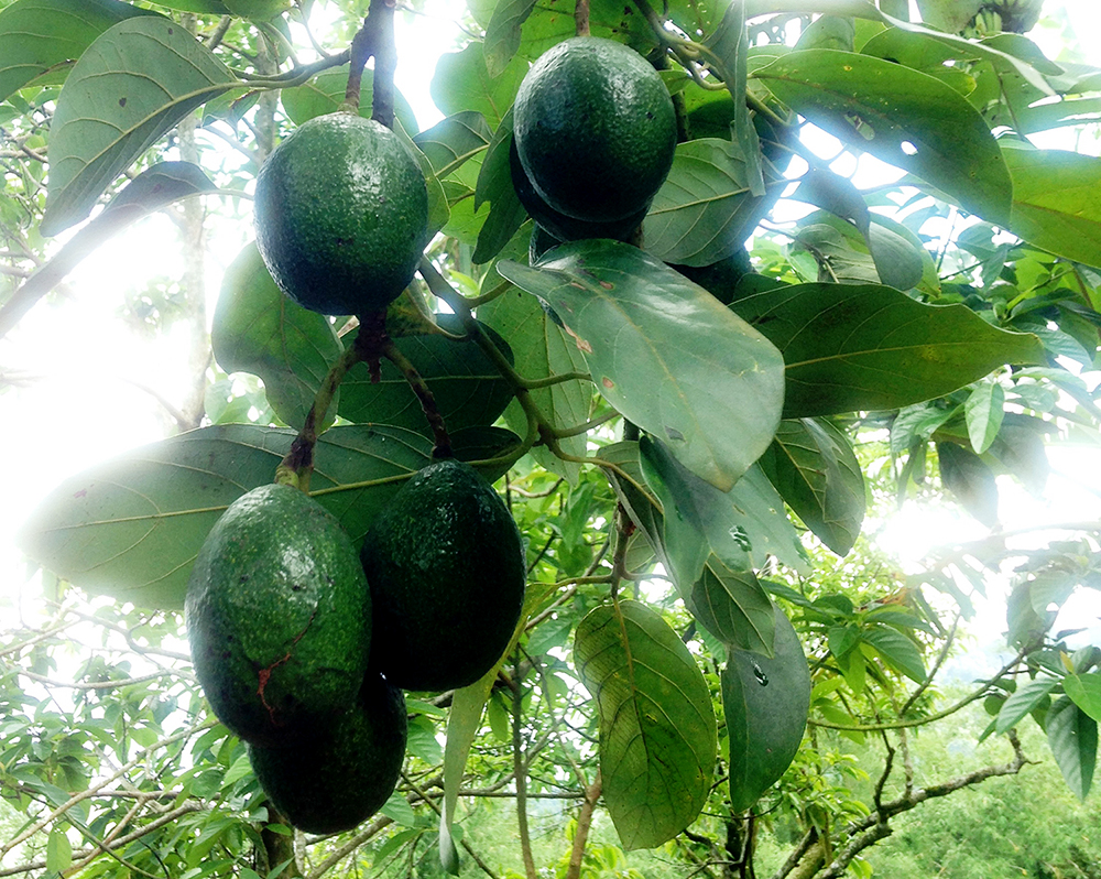 Trái cây mùa mưa Bảy Núi