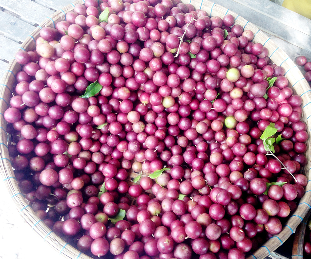 Trái cây mùa mưa Bảy Núi