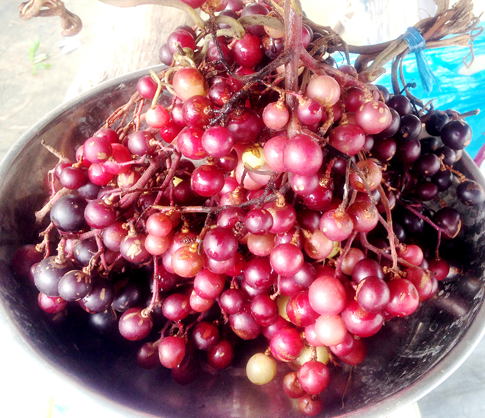 Trái cây mùa mưa Bảy Núi
