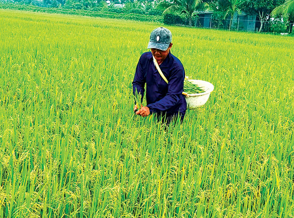 Cần Thơ: Thương lái đặt cọc mua lúa hè thu từ 5.500 đồng/kg trở lên