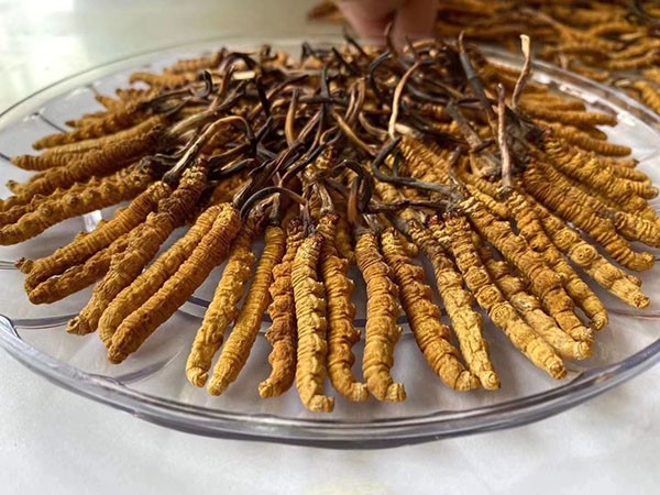 Tìm hiểu Đông trùng hạ thảo Tây Tạng tại iKute