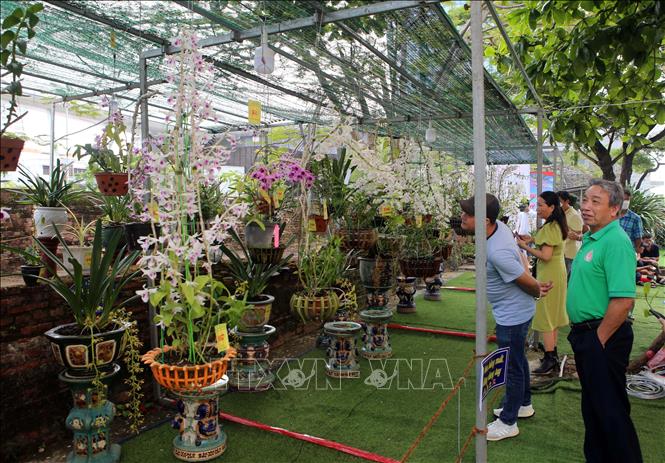 Độc đáo Lễ hội hoa lan Đà Nẵng