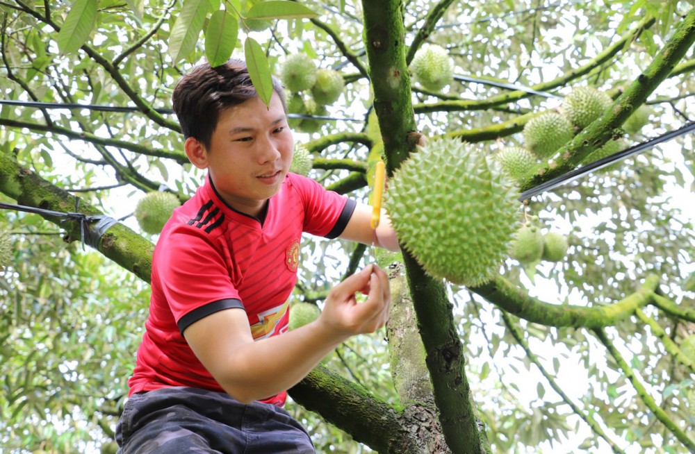 Nghề “gõ” sầu riêng