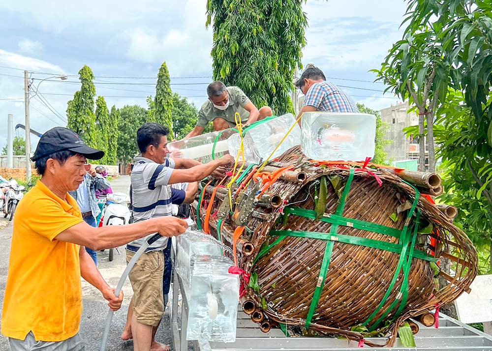 Nấu 2 đòn bánh tét nặng 3 tấn dâng cúng Bà Chúa Xứ núi Sam