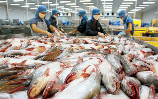 Xuất khẩu cá tra có thêm nhiều tín hiệu tích cực