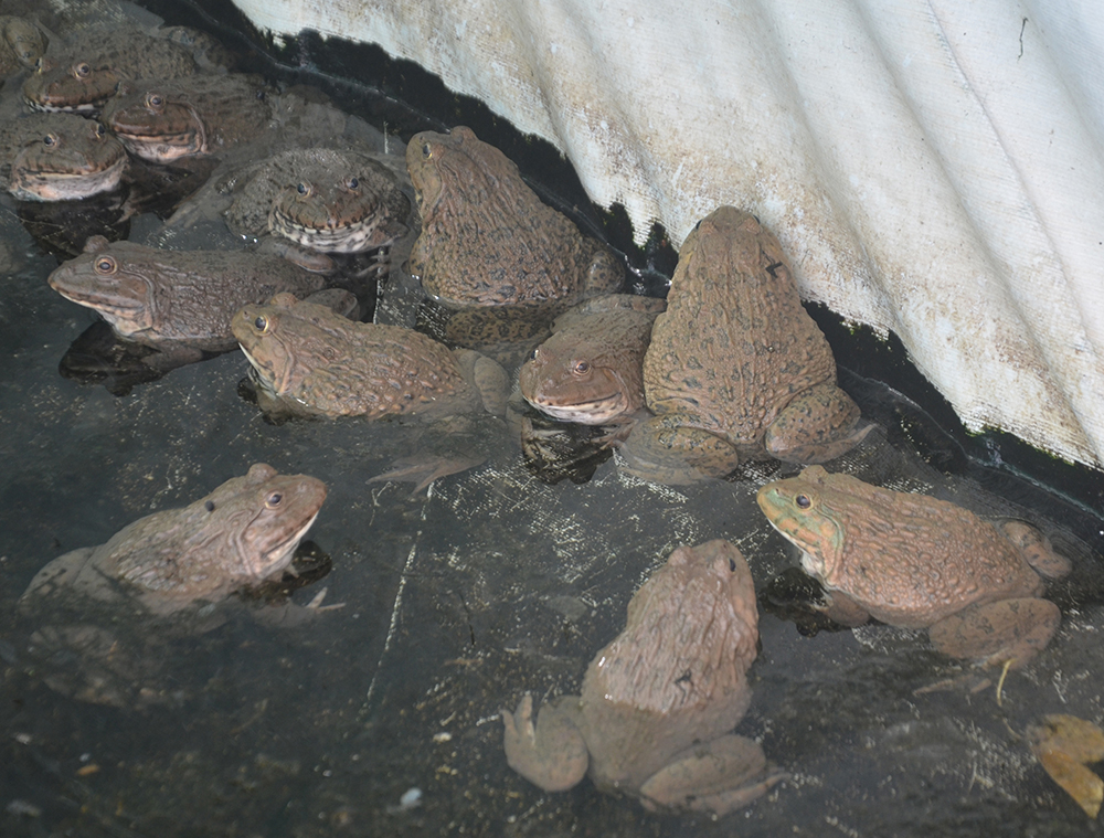 Nuôi bạt ngàn ếch Đài Loan ở dưới sông lời 90 triệu đồngvụ