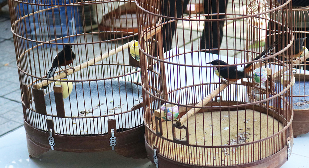 Indonesia bùng lên cơn sốt chim cảnh