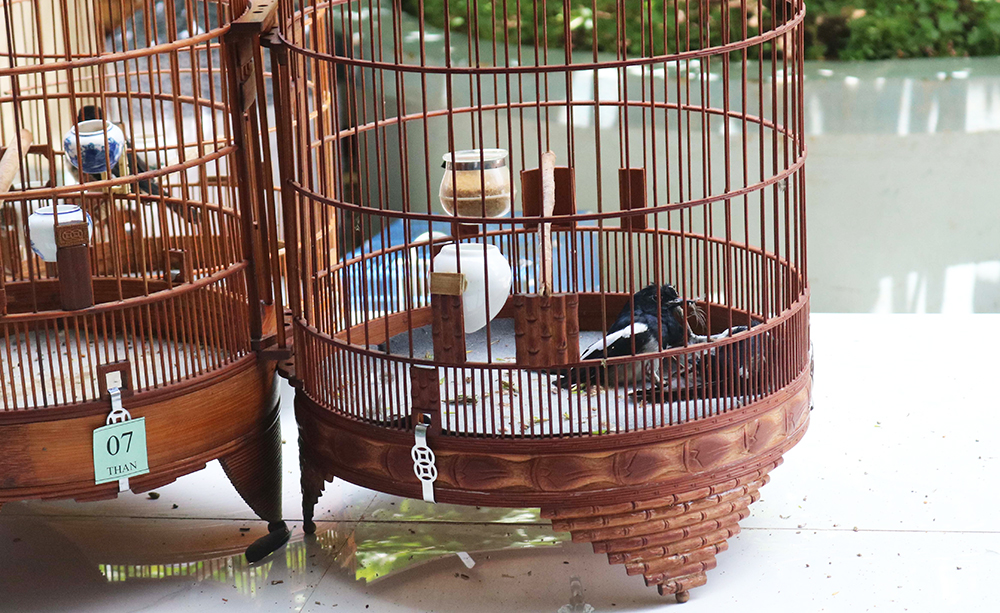 Cách nuôi Chích Chòe Than đơn giản cho người mê chim | Pet Mart