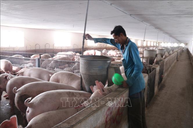 Làn sóng đầu tư vào chăn nuôi