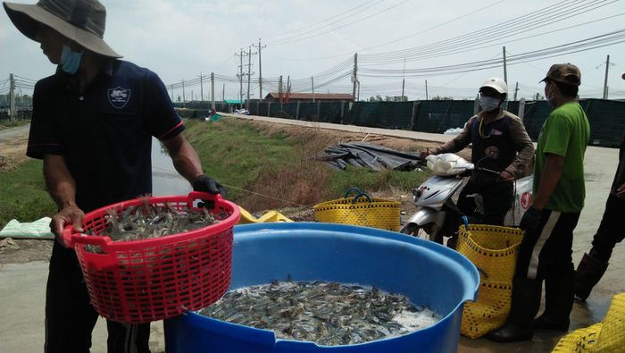 Nguy cơ thiếu hụt nguyên liệu cho ngành tôm