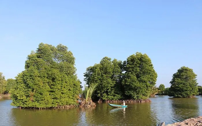 Phục hồi hệ sinh thái rừng ngập nước