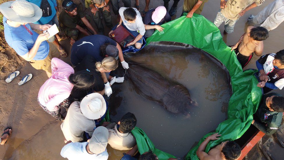Bắt được con cá nước ngọt lớn nhất thế giới ở sông Mekong