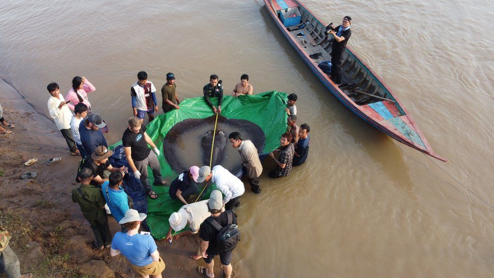 Bắt được con cá nước ngọt lớn nhất thế giới ở sông Mekong