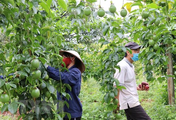 Xuất khẩu nông sản là một trong những lĩnh vực kinh doanh tiềm năng của nước ta. Hình ảnh này giới thiệu cho bạn những sản phẩm chủ lực của Việt Nam như cà phê, cacao, hạt điều... Chất lượng mỗi sản phẩm được trau chuốt và bảo đảm, góp phần đưa tên tuổi nông sản Việt đến khắp thế giới.
