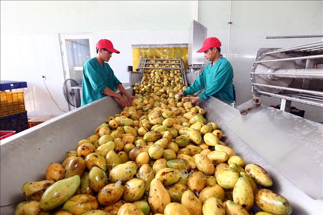 Xuất khẩu nông, lâm, thủy sản năm 2022 kỳ vọng sẽ vượt xa mục tiêu