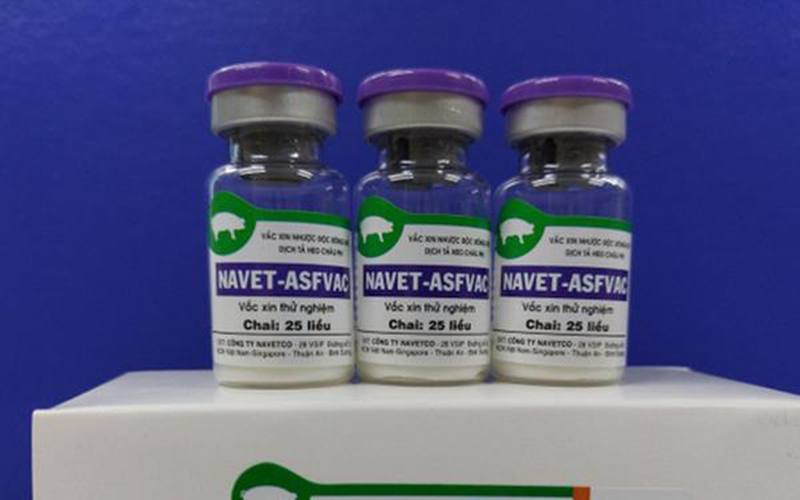 Vaccine dịch tả lợn châu Phi sẽ được sử dụng diện rộng cuối năm 2022