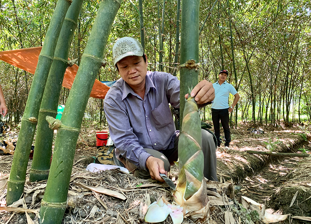 Hiệu quả từ mô hình trồng tre lấy măng ở Bình Phú