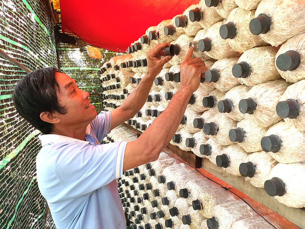 Hiệu quả công tác đào tạo nghề lao động nông thôn