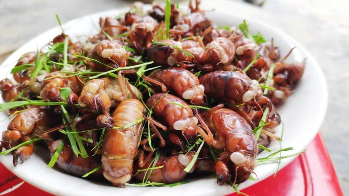 'Vua bò cạp' lên dĩa cùng 10 loài côn trùng nức tiếng ở Nghệ An