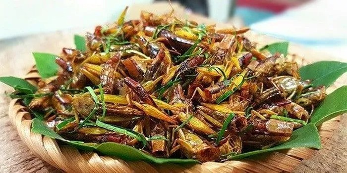 'Vua bò cạp' lên dĩa cùng 10 loài côn trùng nức tiếng ở Nghệ An