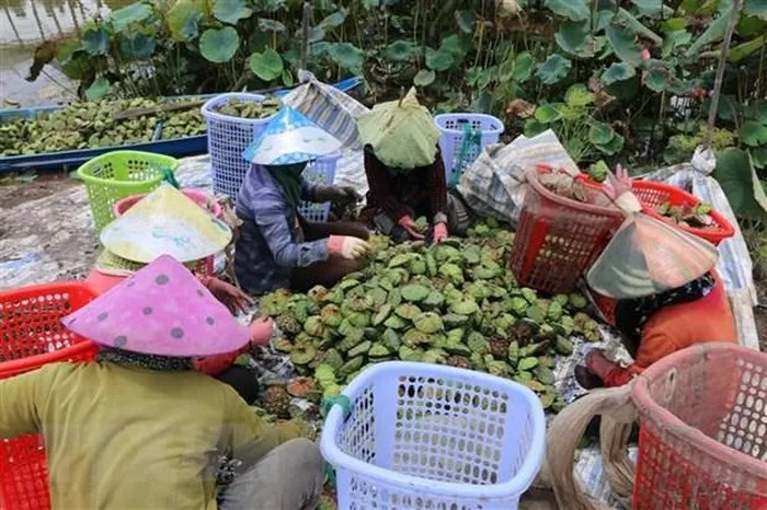 Trồng sen cho người nông dân lợi nhuận trên 100 triệu đồng mỗi ha