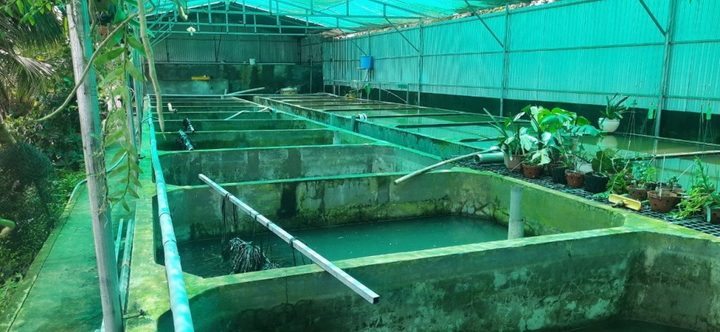 Kỹ thuật nuôi lươn trong bể xi măng composite  Tạp chí Thủy sản Việt Nam
