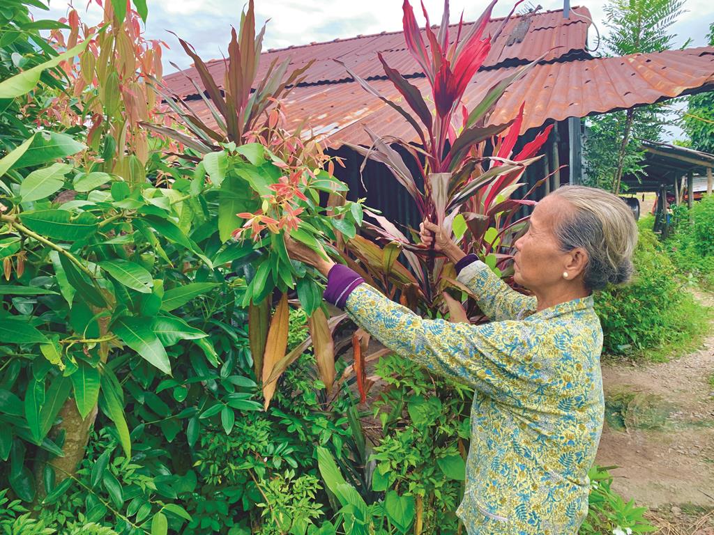 Khó duy trì và phát triển vườn cây thuốc nam tại các trạm y tế