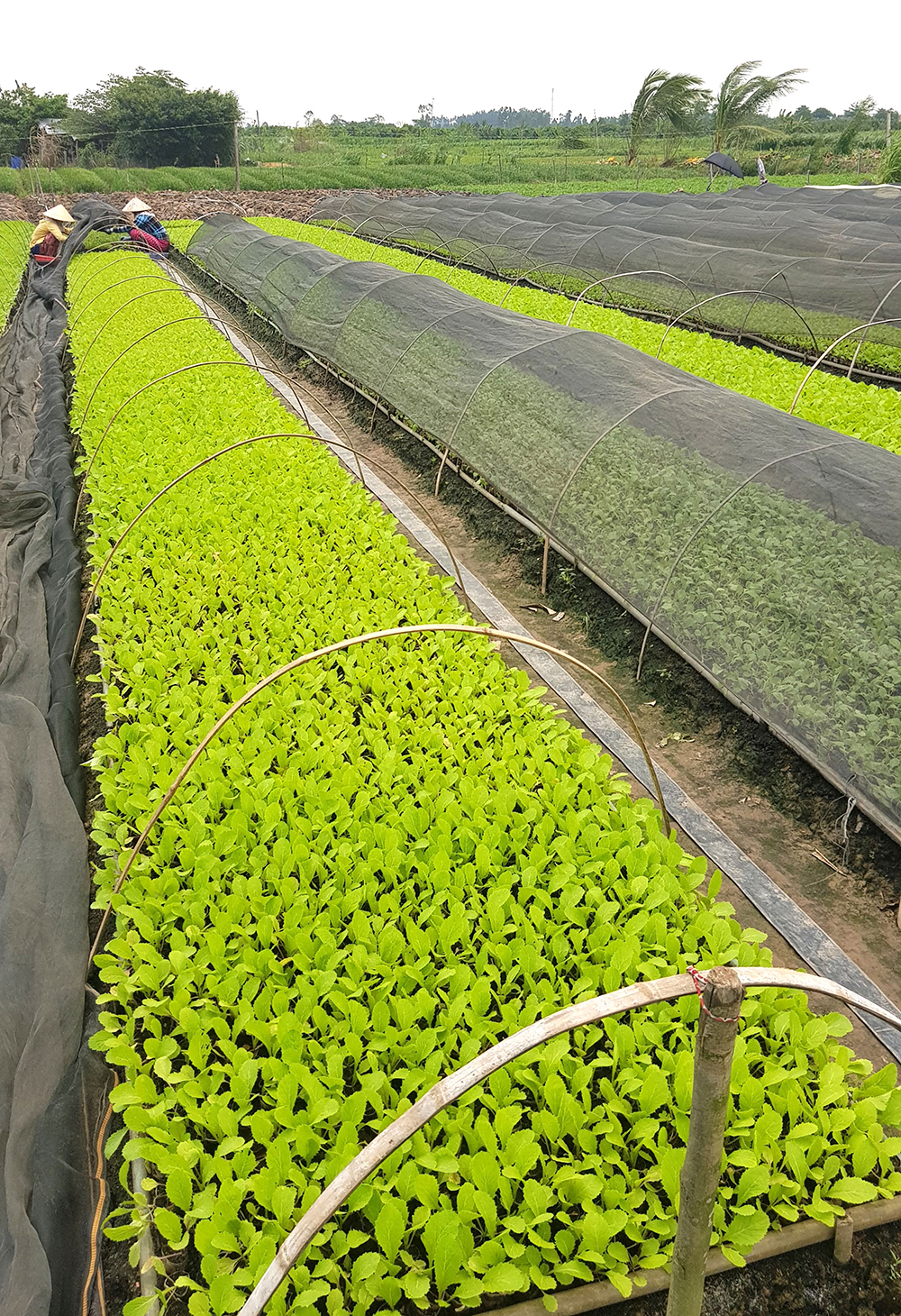 Tiềm năng và cơ hội đầu tư của Chợ Mới