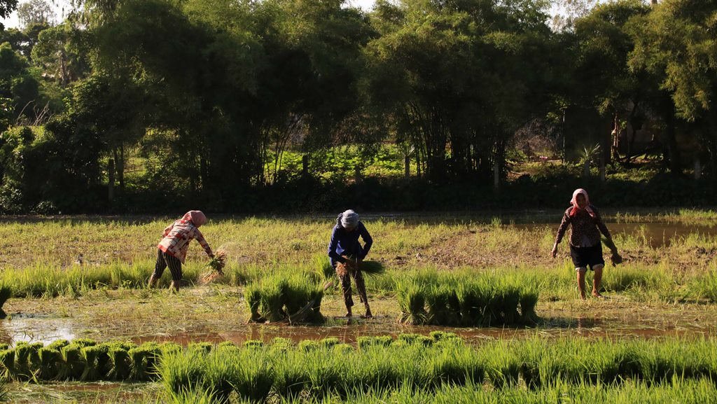 Đi hội chùa Rô