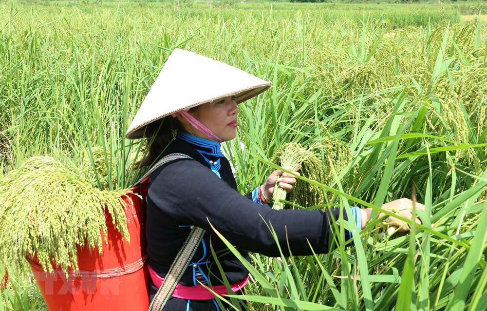 Thưởng thức hương vị cốm mới trên Cao nguyên trắng Bắc Hà