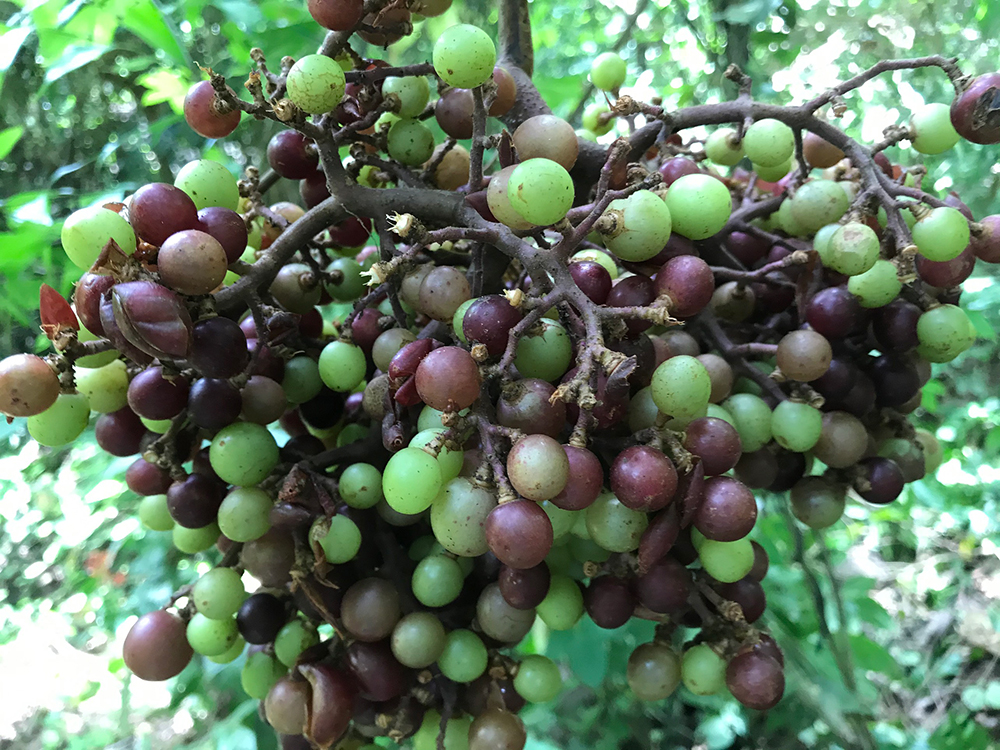 Nho rừng xuống núi