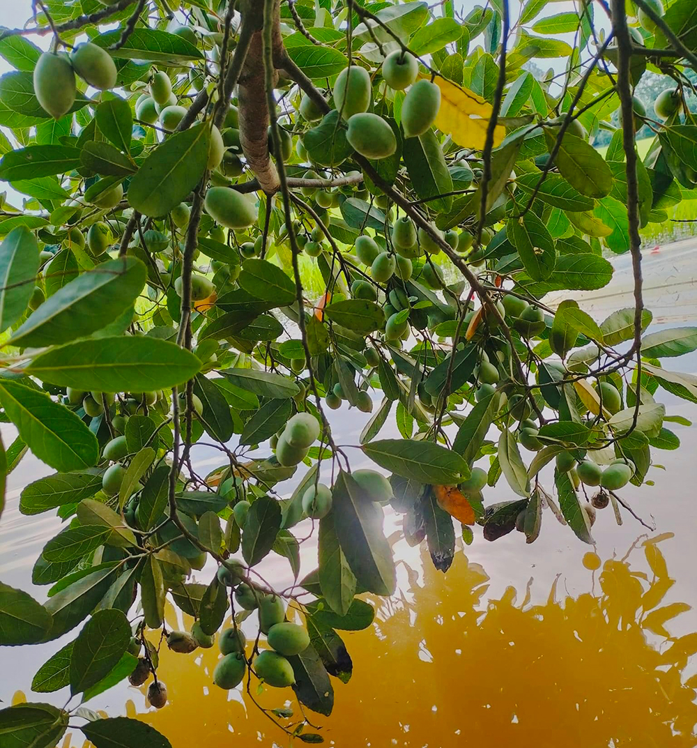 Về vườn tìm trái “cà na tiêu”