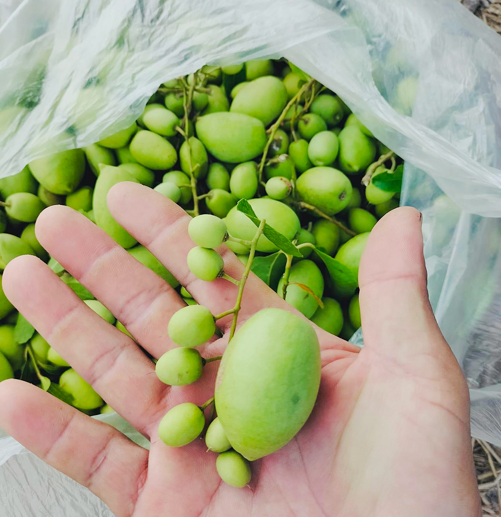Về vườn tìm trái “cà na tiêu”