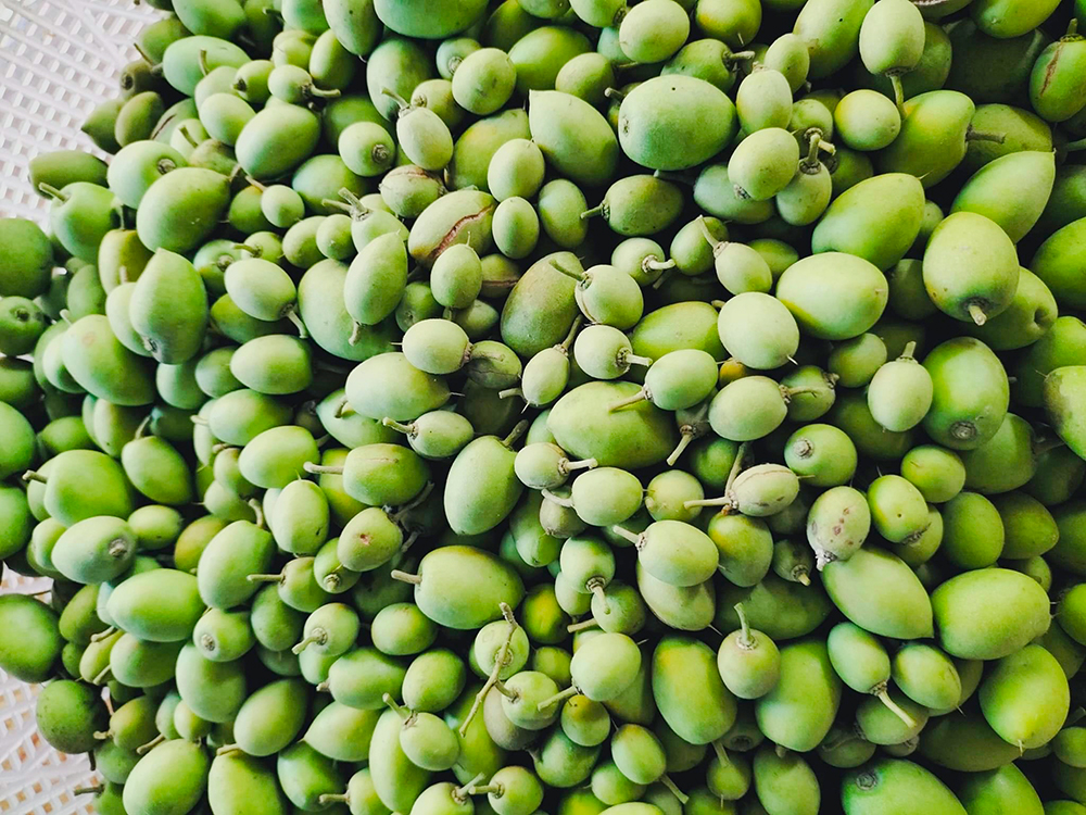 Về vườn tìm trái “cà na tiêu”
