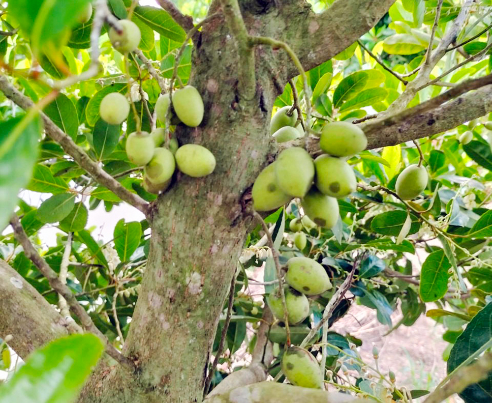 Về vườn tìm trái “cà na tiêu”