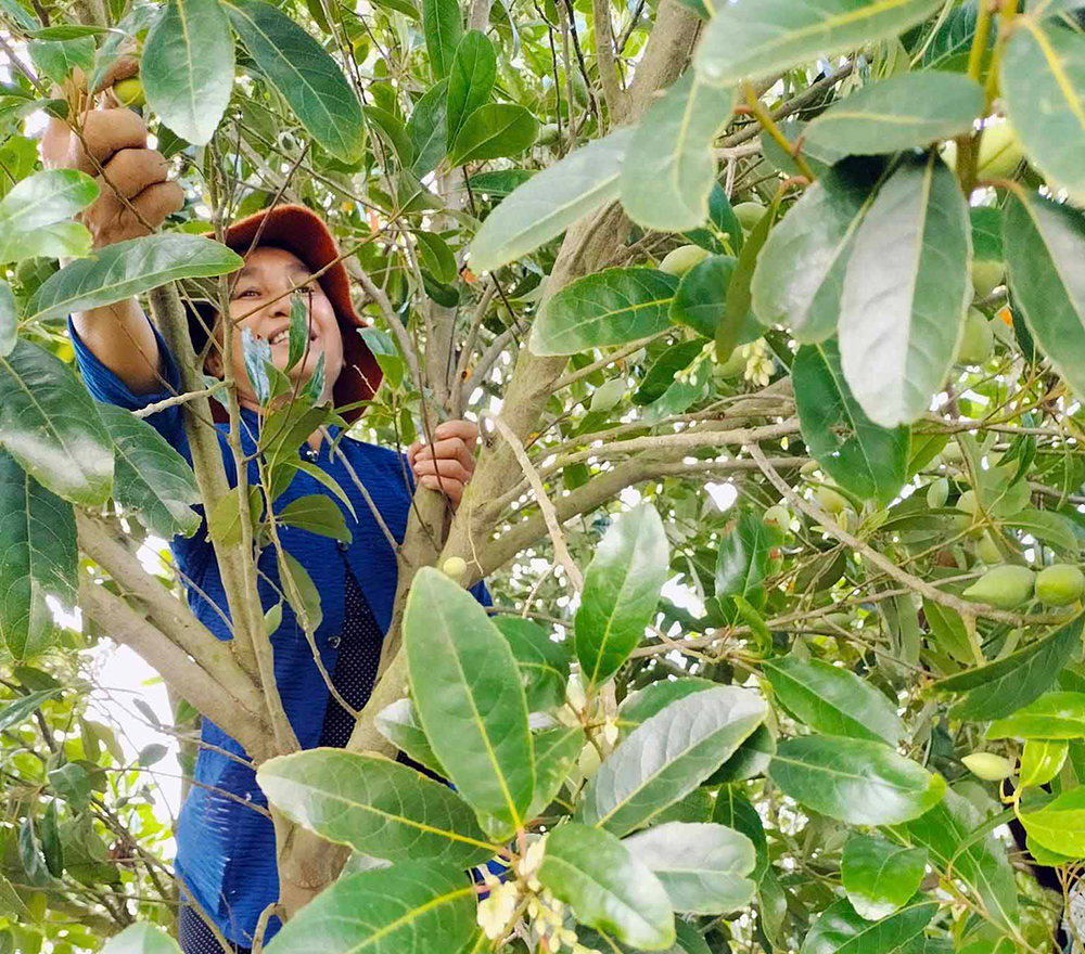 Về vườn tìm trái “cà na tiêu”