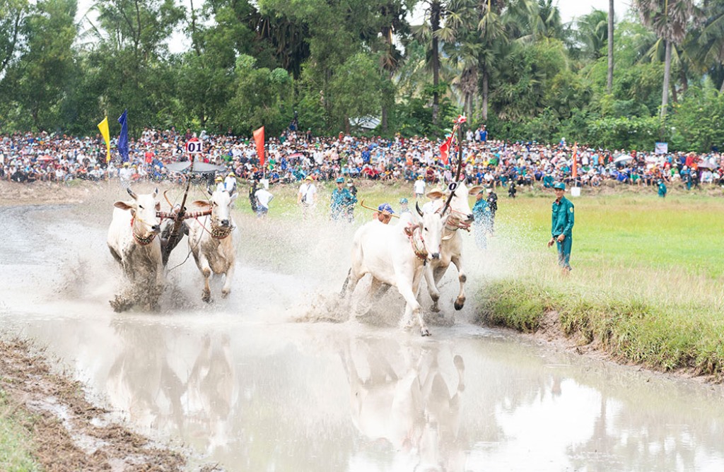 Lễ hội đua bò Bảy Núi ở Việt Nam