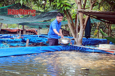 Hậu Giang: Khởi nghiệp thành công với cá kiểng có tên lạ