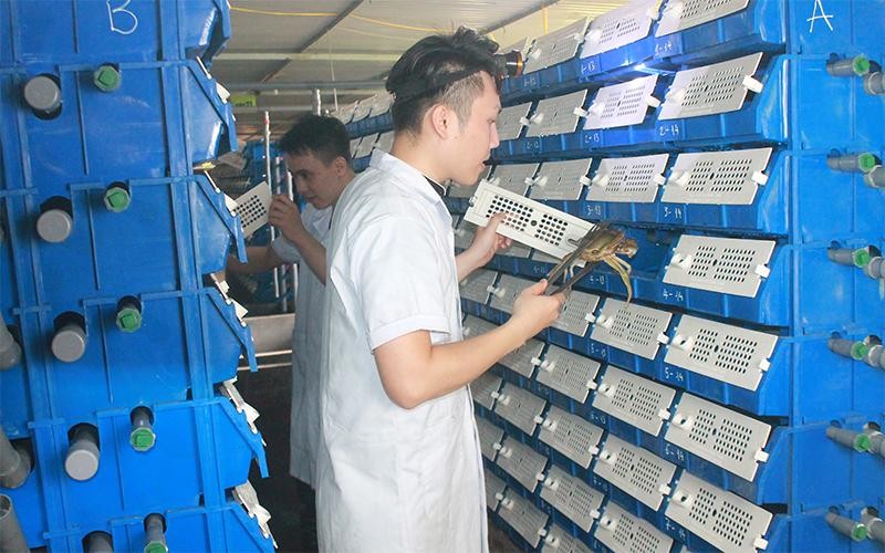 Nhiều mô hình nông nghiệp phù hợp vùng đất ven đô