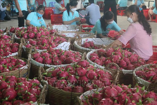 Xuất siêu nông, lâm, thủy sản 9 tháng năm 2022 tăng gấp 2 lần so với cùng kỳ năm 2021