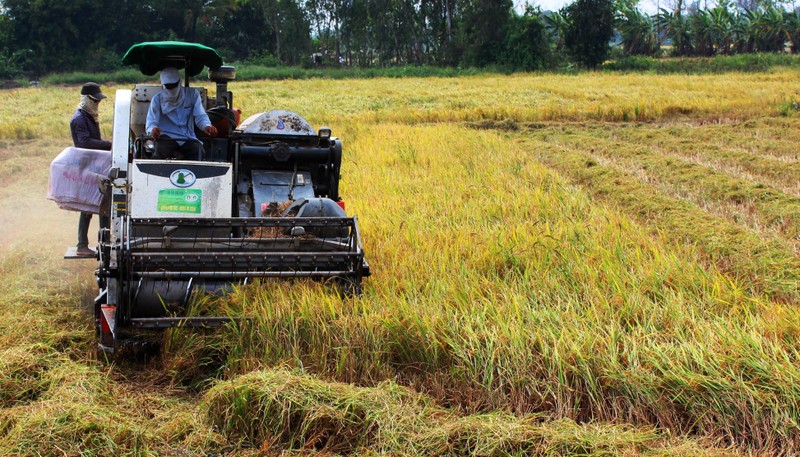 Giúp người trồng lúa có thu nhập cao hơn