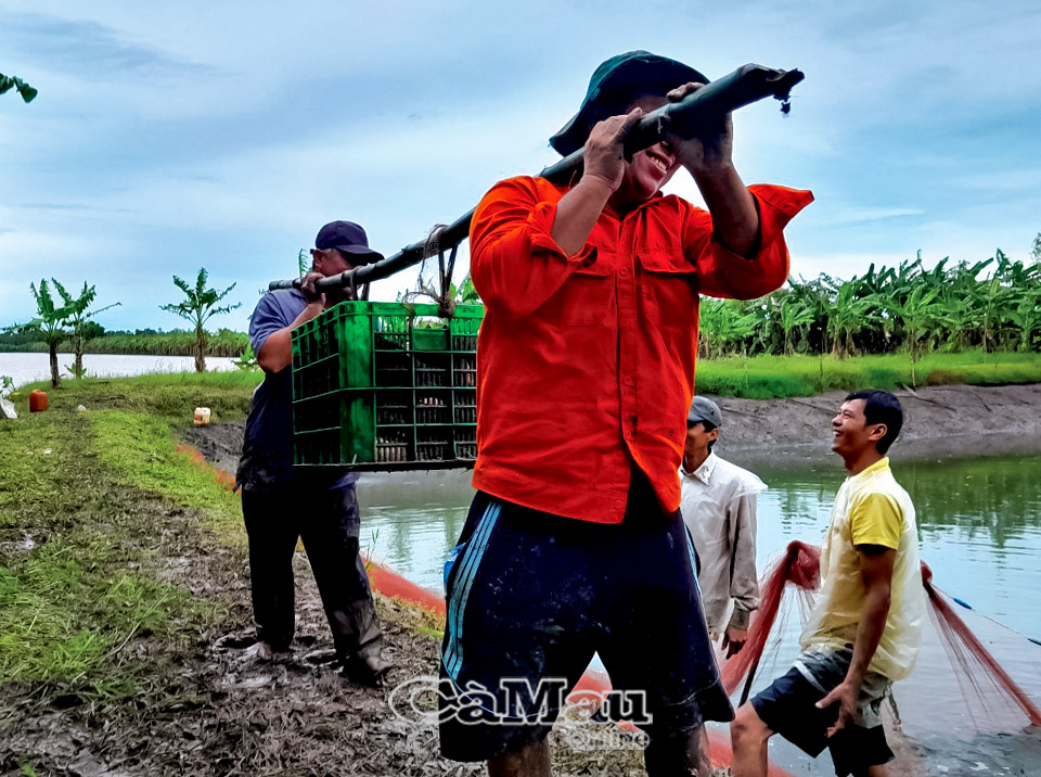 Thăng trầm cá bổi U Minh